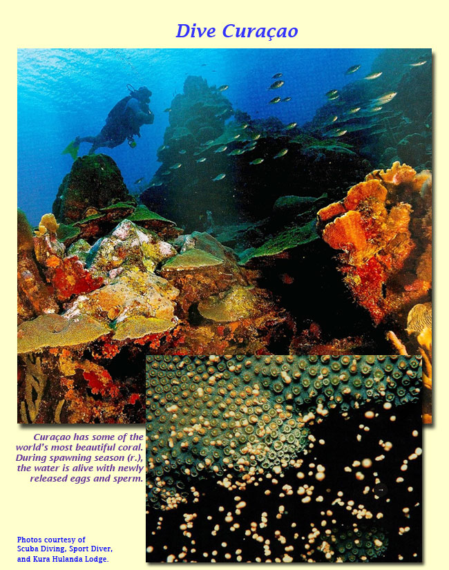 Coral of Curacao