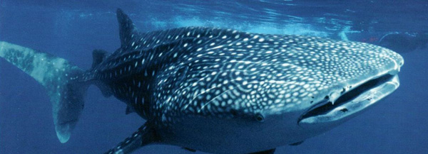 Whale Shark