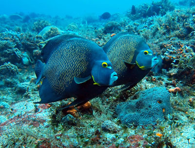 French Angel Fish