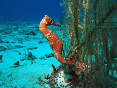 Seahorse